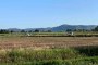 Orgiano ve Asigliano Veneto'da İnşaat Yapılabilir Arazi (VI) 4