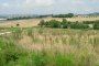 Landwirtschaftliche Flächen in Osimo (AN) - LOTTO 19 2