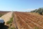 Toka bujqësore në Niscemi (CL) - LOTI 3 2