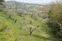 Terrenys agrícoles a Spinetoli (AP) - QUOTA 2/3 - LOTTO 7 1