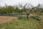 Terrenos agrícolas em Spinetoli (AP) - QUOTA 2/3 - LOTE 7 5
