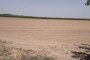 Landwirtschaftliches Grundstück in Cerignola (FG) - ANTEIL 1/2 5