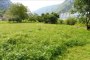 Terrenos agrícolas em Grigno (TN) - LOTE 5 3