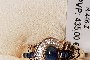 18 Carat Yellow Gold Ring - Diamonds - Sapphire 1