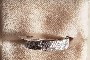 18 Carat White Gold Ring - Diamonds 1