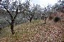 Agrarische gronden in Corciano (PG) - LOT 4 4