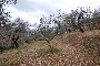 Agricultural lands in Corciano (PG) - LOT 4 6