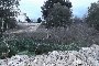 Bebouwbare grond in Putignano (BA) - LOT 6 4