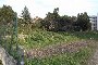 Terrenos agrícolas em Putignano (BA) - LOTE 17 3