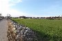 Terrenos agrícolas em Putignano (BA) - LOTE 18- QUOTA 50% 3