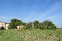 Terreny agrícola i porció de fabricat en ruïnes a Castagnaro (VR) - LOT B6 3