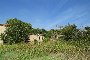 Terreno agrícola e parte de um edifício em ruínas em Castagnaro (VR) - LOTE B6 5