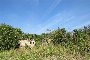 Poljoprivredno zemljište i dio ruševne zgrade u Castagnaro (VR) - LOTTO B6 6